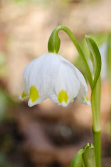 Weiß blühende Frühlingsschneeflocke (Leucojum vernum) - WIF04397