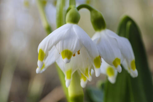 Weiß blühende Frühlingsschneeflocken (Leucojum vernum) - WIF04398