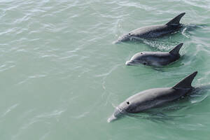Delfine schwimmen nahe der Oberfläche - GEMF04719