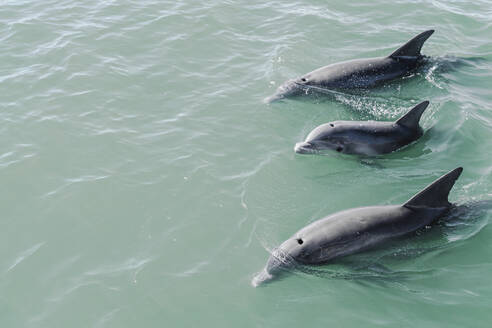 Dolphins swimming near surface - GEMF04719