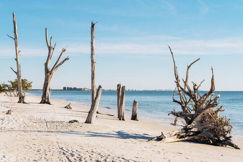 Abgestorbene Bäume am Strand des Lovers Key State Park, Fort Myers, Florida, USA - GEMF04720