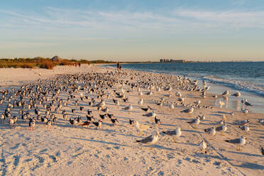 Vogelschwarm am Strand des Lovers Key State Park, Fort Myers, Florida, USA - GEMF04721