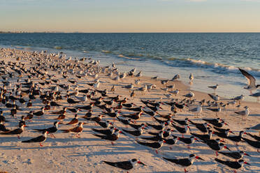 Vogelschwarm am Strand des Lovers Key State Park, Fort Myers, Florida, USA - GEMF04722