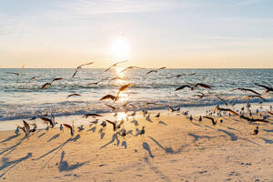 Vogelschwarm am Strand des Lovers Key State Park mit Sonnenuntergang im Hintergrund, Fort Myers, Florida, USA - GEMF04723
