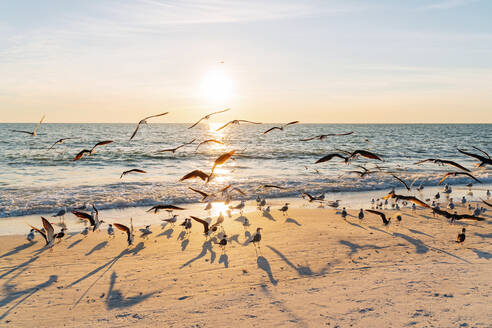 Flock of birds at Lovers Key State Park beach with sun setting in background, Fort Myers, Florida, USA - GEMF04723