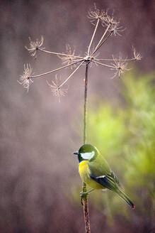 Kohlmeise (Parus major) auf einem Pflanzenstamm sitzend - DSGF02379