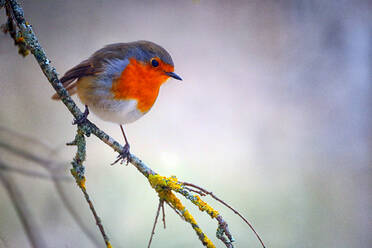 European robin (Erithacus rubecula) perching on tree branch - DSGF02380