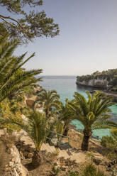 Spanien, Mallorca, Palmen am Hang über der Bucht - JMF00571