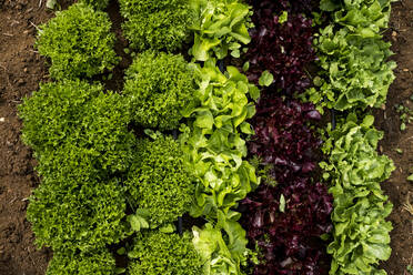 High angle close up of selection of salad leaves growing in a field. - MINF15952