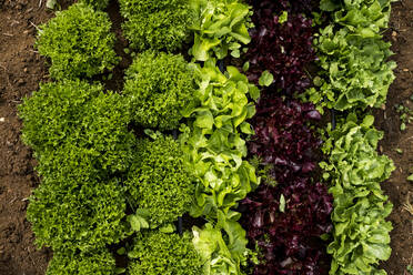 Nahaufnahme einer Auswahl von Salatblättern, die auf einem Feld wachsen. - MINF15952