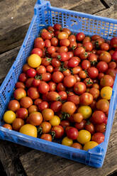 High angle close up of freshly picked cherry tomatoes in blue plastic crate. - MINF15955