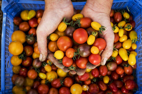 Nahaufnahme einer Person, die einen Strauß frisch gepflückter Kirschtomaten hält. - MINF15956