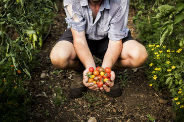 Nahaufnahme einer Person, die einen Strauß frisch gepflückter Kirschtomaten hält. - MINF15958