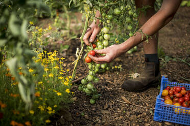 Nahaufnahme einer Person, die Kirschtomaten auf einem Bauernhof pflückt. - MINF15961