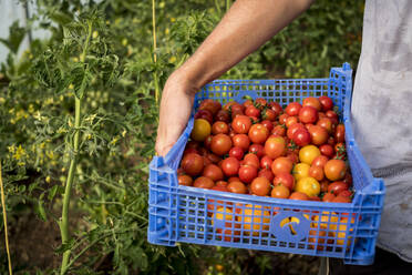 Person in Großaufnahme, die eine blaue Plastikkiste mit frisch geernteten Kirschtomaten hält. - MINF15963