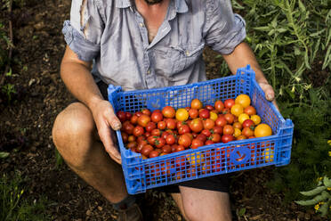 Person in Großaufnahme, die eine blaue Plastikkiste mit frisch geernteten Kirschtomaten hält. - MINF15964