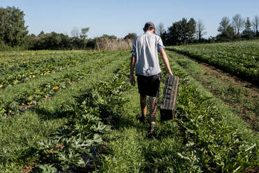 Rückansicht eines Mannes, der entlang der Gemüsereihen auf einem Bauernhof geht. - MINF15969