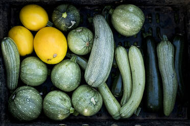 Nahaufnahme von frisch gepflückten gelben und grünen Kürbissen und Zucchini aus hohem Winkel. - MINF15971