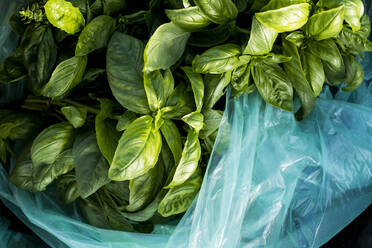 High angle close up of bag of freshly picked green basil. - MINF15977