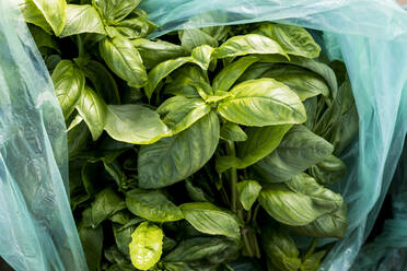 High angle close up of bag of freshly picked green basil. - MINF15978