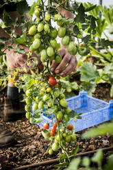 Nahaufnahme eines Landwirts beim Pflücken von Strauchtomaten. - MINF15983