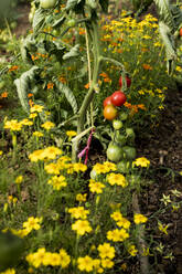 Nahaufnahme von gelben Blüten und grünen, reifen Tomaten am Rebstock aus hohem Winkel. - MINF15988