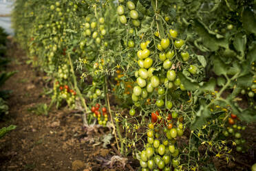 Nahaufnahme von grünen und reifen Tomaten an der Rebe. - MINF15989