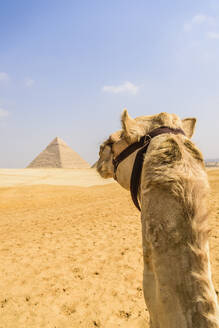 Kamel in Gizeh, im Hintergrund eine Pyramide am Rande von Kairo. - MINF16004