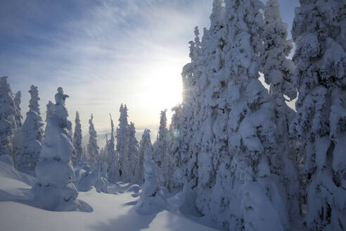 Winterschnee, tiefe Verwehungen und schneebedeckte Tannenbäume - MINF16030