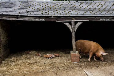 Tamworth-Sau mit ihren Ferkeln in einem offenen Stall auf einem Bauernhof. - MINF16118