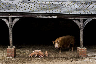 Tamworth-Sau mit ihren Ferkeln in einem offenen Stall auf einem Bauernhof. - MINF16119