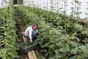 Frau steht in einem Polytunnel und pflückt Zucchini. - MINF16126