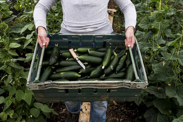 Frau steht in einem Polytunnel und hält eine Kiste mit frisch geernteten Zucchini. - MINF16129