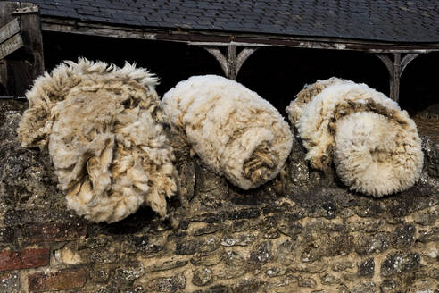 Nahaufnahme von drei Schafsfellbündeln auf einem Bauernhof. - MINF16136