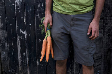 Nahaufnahme einer Person, die ein Bündel frisch gepflückter Karotten hält. - MINF16137