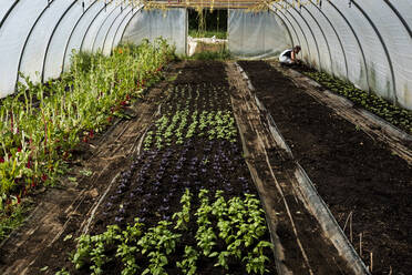 Blick von oben auf Reihen von grünem und violettem Basilikum in einem Polytunnel. - MINF16149