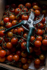 Nahaufnahme von frisch gepflückten Tomaten am Rebstock und einer Gartenschere. - MINF16165