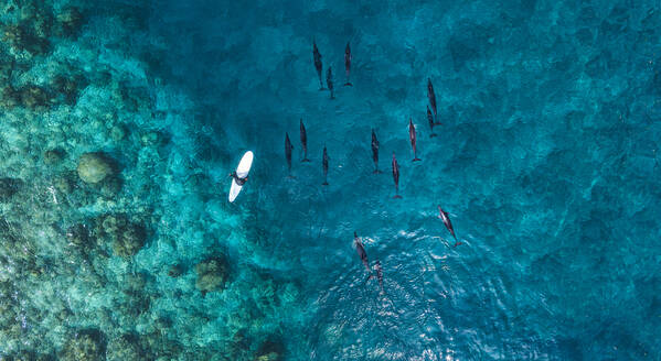 Aerial view of man on surfboard near pod of dolphins in blue sea - KNTF06179