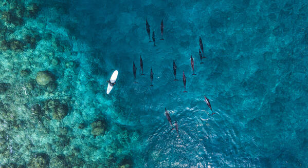 Luftaufnahme eines Mannes auf einem Surfbrett in der Nähe einer Gruppe von Delfinen im blauen Meer - KNTF06179