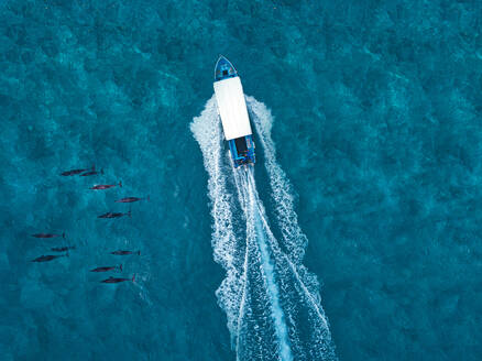 Luftaufnahme eines Motorboots, das in der Nähe einer Gruppe von Delfinen im blauen Meer vorbeifährt - KNTF06180