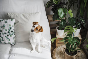 Cute Jack Russell Terrier on sofa in living room at home - EBBF02637