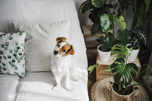 Cute Jack Russell Terrier on sofa in living room at home - EBBF02637