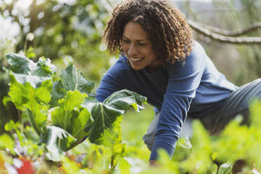 Curly haired woman picking organic cauliflower in permaculture garden - SBOF03112