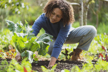 Smiling woman picking organic cauliflower in permaculture garden - SBOF03113
