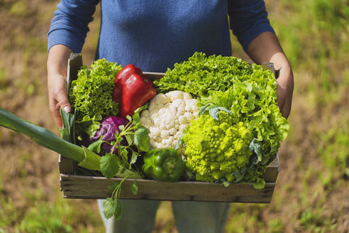 Wooden crate of green vegetables held by woman in garden - SBOF03121