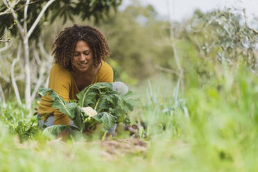 Smiling curly haired Woman picking cauliflower in garden - SBOF03131