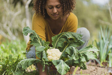 Woman with freckle picking cauliflower in vegetable garden - SBOF03132