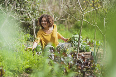 Curly haired woman squatting while picking vegetables in garden - SBOF03134