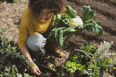Curly haired woman holding cauliflower while picking vegetables in garden - SBOF03136