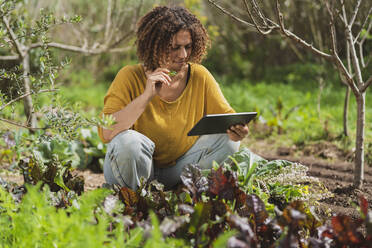 Frau pflückt Kräuter und schaut auf ein digitales Tablet im Garten - SBOF03138